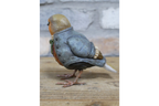 Robin