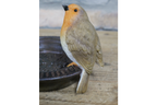 Robin Birdfeeder