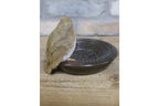 Robin Birdfeeder