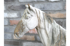 Standing Horse
