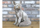 Sitting Fox