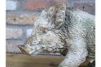 Wild Boar