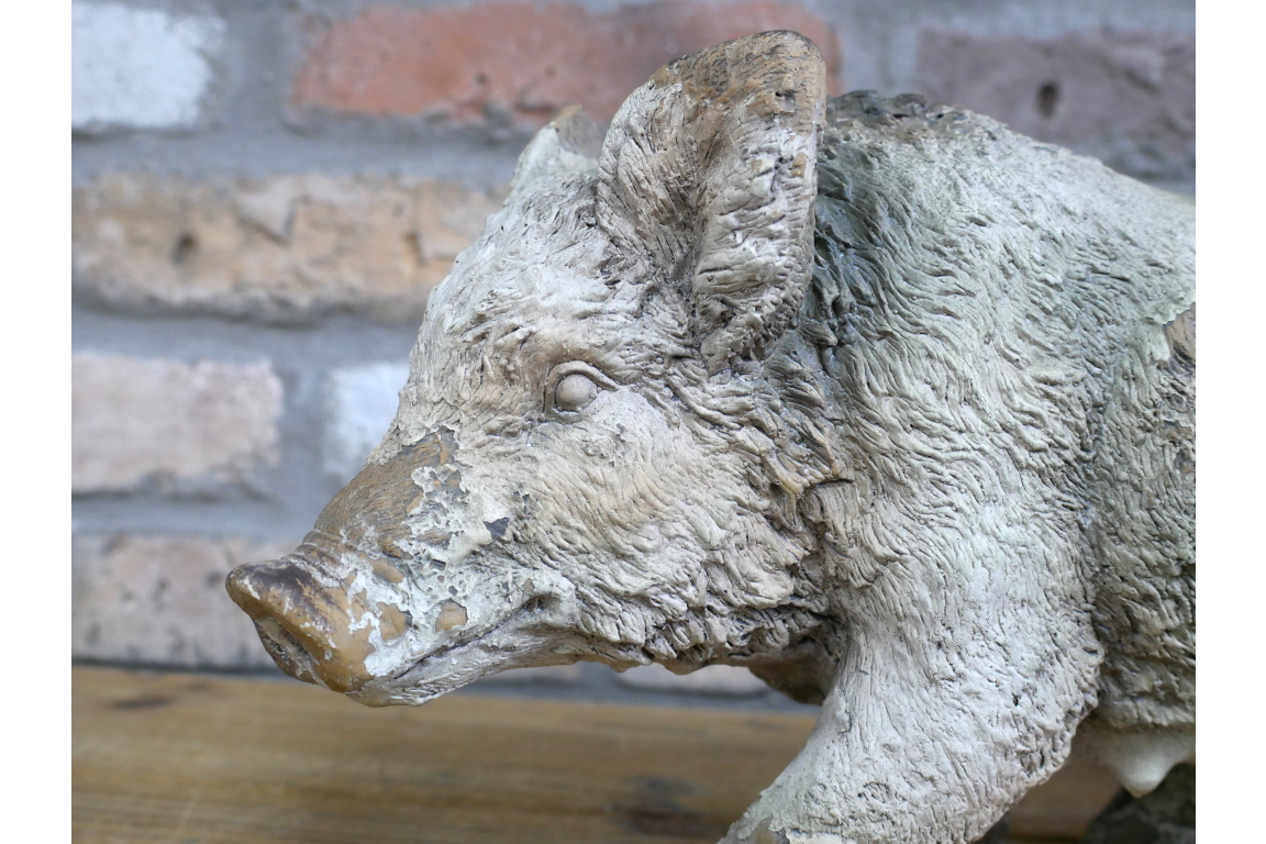 Wild Boar