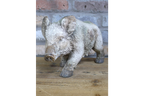 Wild Boar