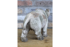 Wild Boar