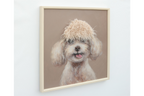 Dog with Fringe