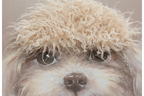 Dog with Fringe