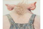 Pig with Mohawk