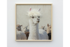 Llama with Fringe