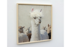 Llama with Fringe