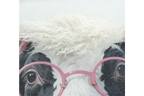 Cow in a Hoody