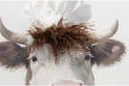 Cow Chef
