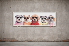 Dogs in Hoodies