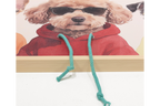 Dogs in Hoodies