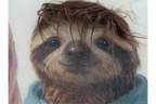 Sloth's in Hoodies