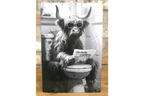 Cow on the Loo