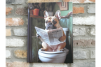 Frenchie on the Loo