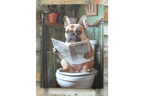 Frenchie on the Loo
