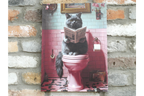 Cat on the Loo