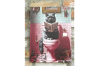 Cat on the Loo