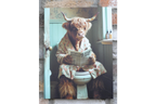 Highland Cow on the Loo