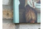 Highland Cow on the Loo