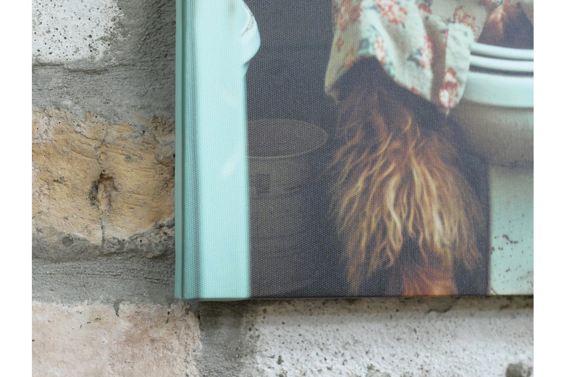 Highland Cow on the Loo