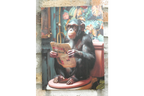 Chimp on the Loo