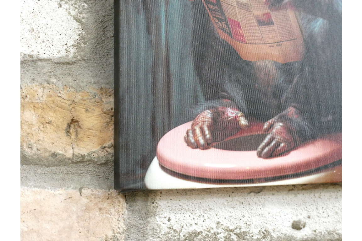 Chimp on the Loo