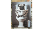 Pug on the Loo