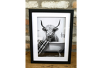 Highland Cow in the Bath