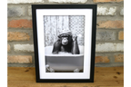 Chimp in the Bath