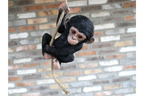 Baby Monkey on a Rope