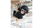 Baby Monkey on a Rope