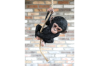 Baby Monkey on a Rope