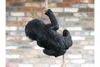 Baby Monkey on a Rope