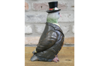 Pigeon in a Suit
