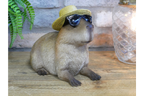 Holiday Capybara