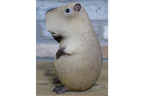 Peace Sign Capybara