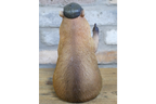 Thumbs Up Capybara
