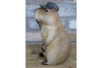 Thumbs Up Capybara