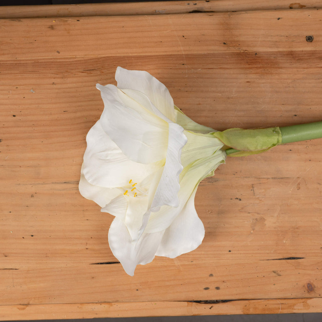 10 White Amaryllis