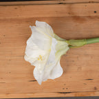 5 White Amaryllis