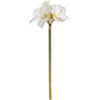 10 White Amaryllis