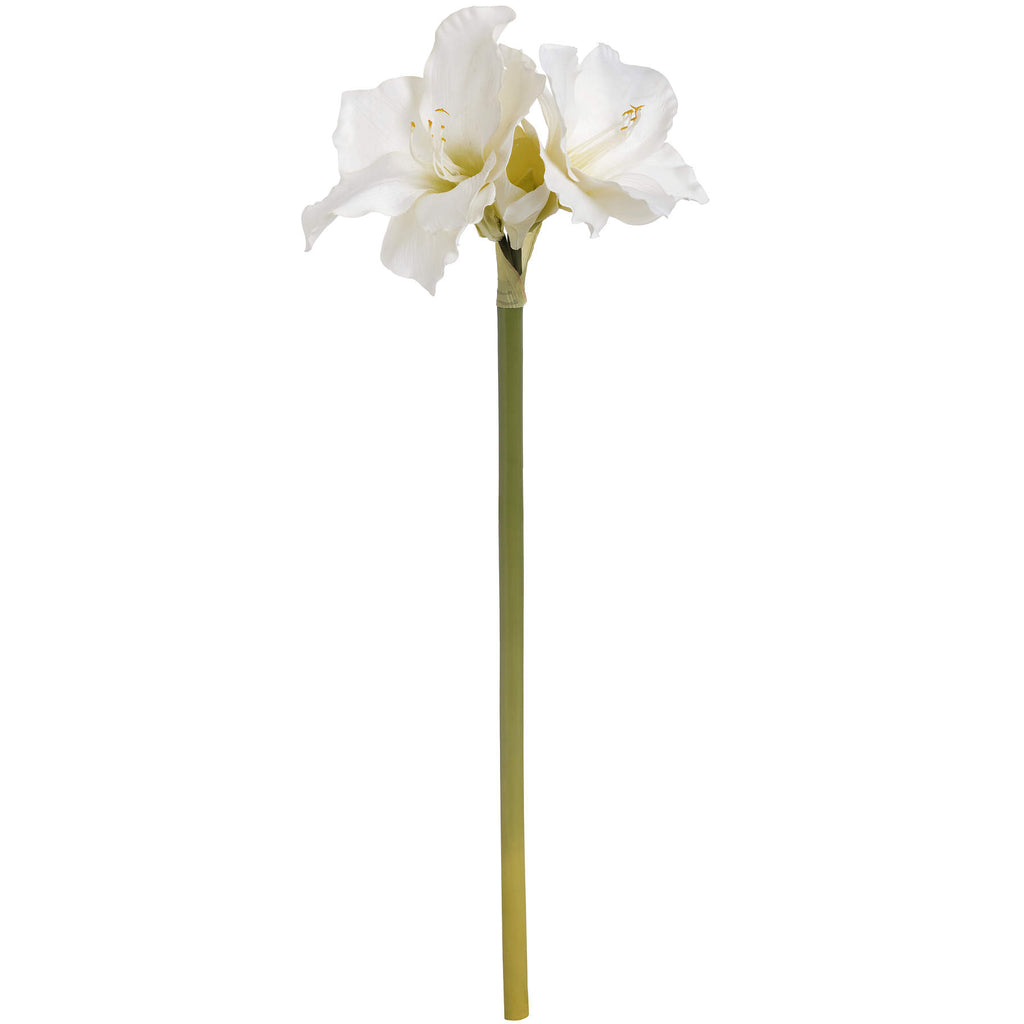 5 White Amaryllis