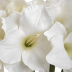 10 White Amaryllis