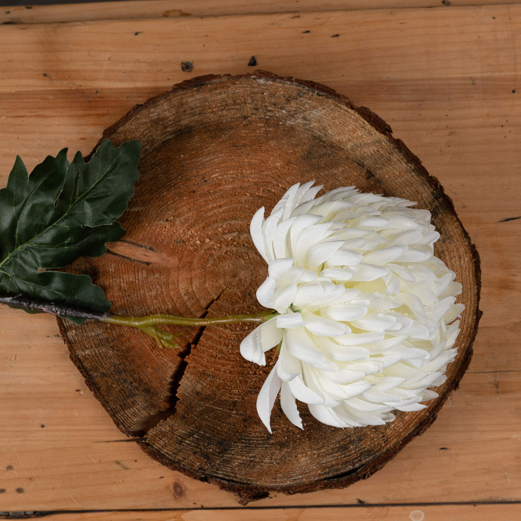 10 White Chrysanthumums