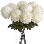 10 White Chrysanthumums