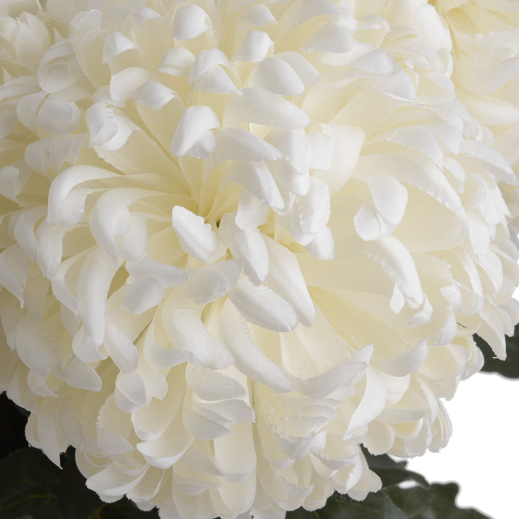 10 White Chrysanthumums