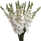 5 White Gladioli